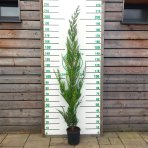 Cyprusovec leylandský (Cupressocyparis leylandii) - výška 180-200 cm, kont. C7L